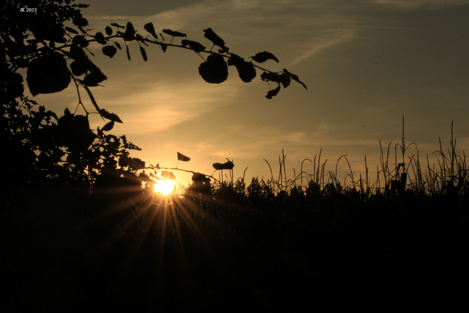 Sonnenuntergang.... gestern Abend über einem Maisfeld.