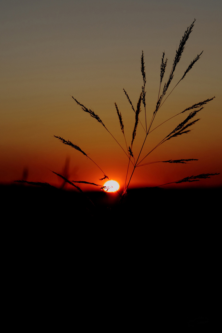 Sonnenuntergang Getreide