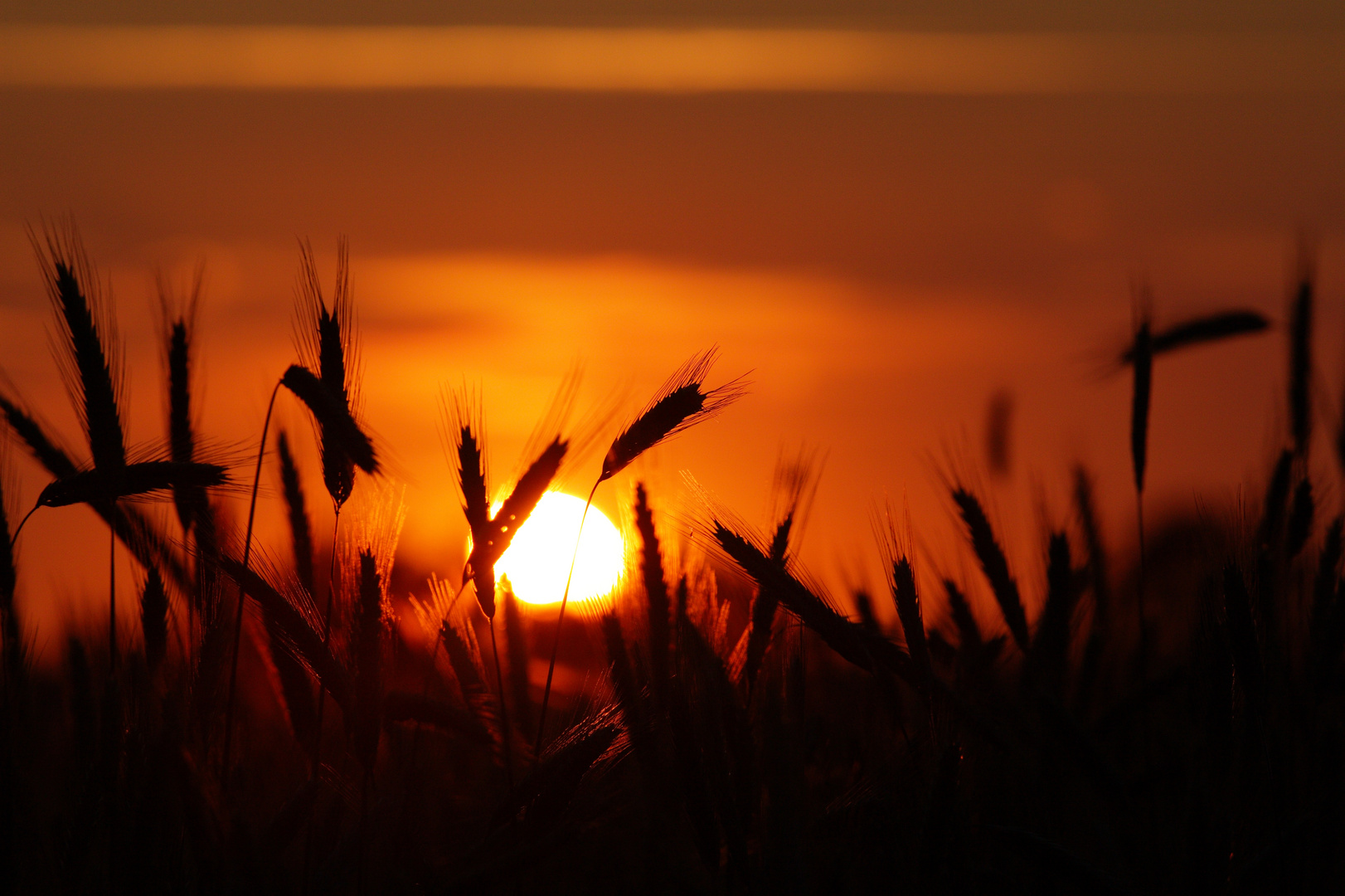 Sonnenuntergang Getreide