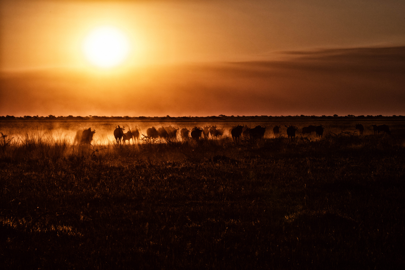 Sonnenuntergang Gnu