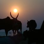 Sonnenuntergang Goa