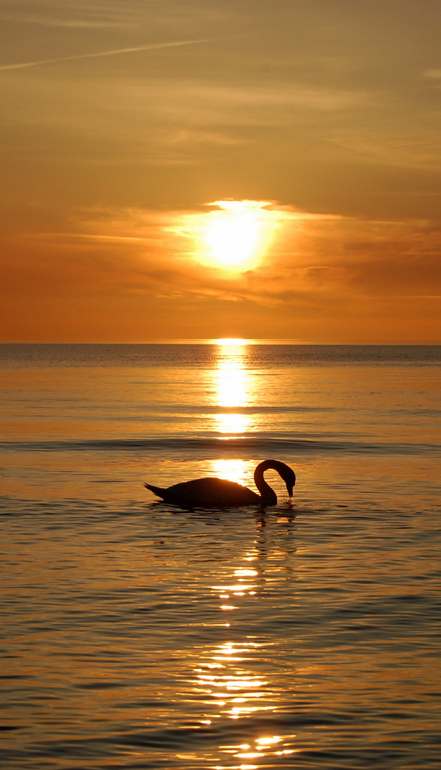 Sonnenuntergang Hiddensee 2009