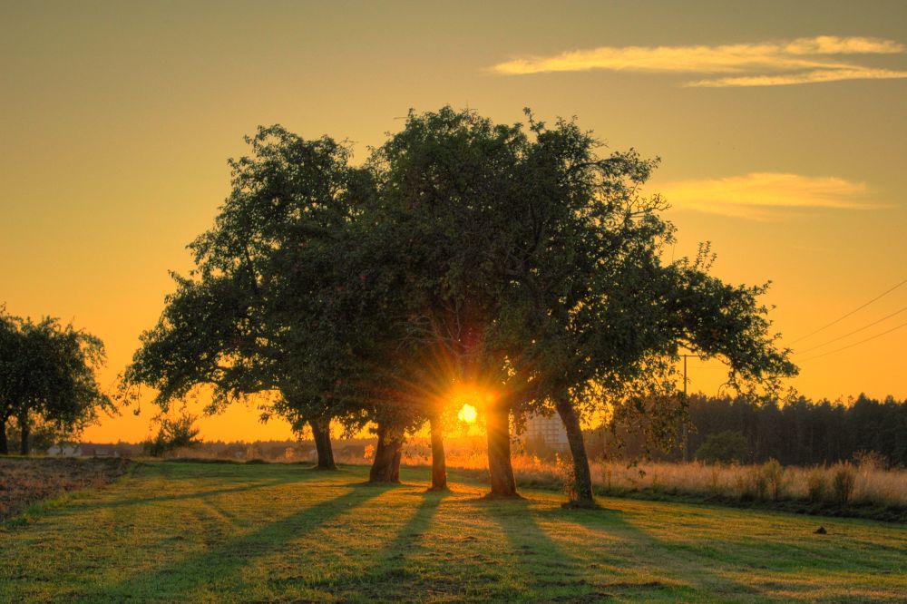 Sonnenuntergang hinter Bäumen