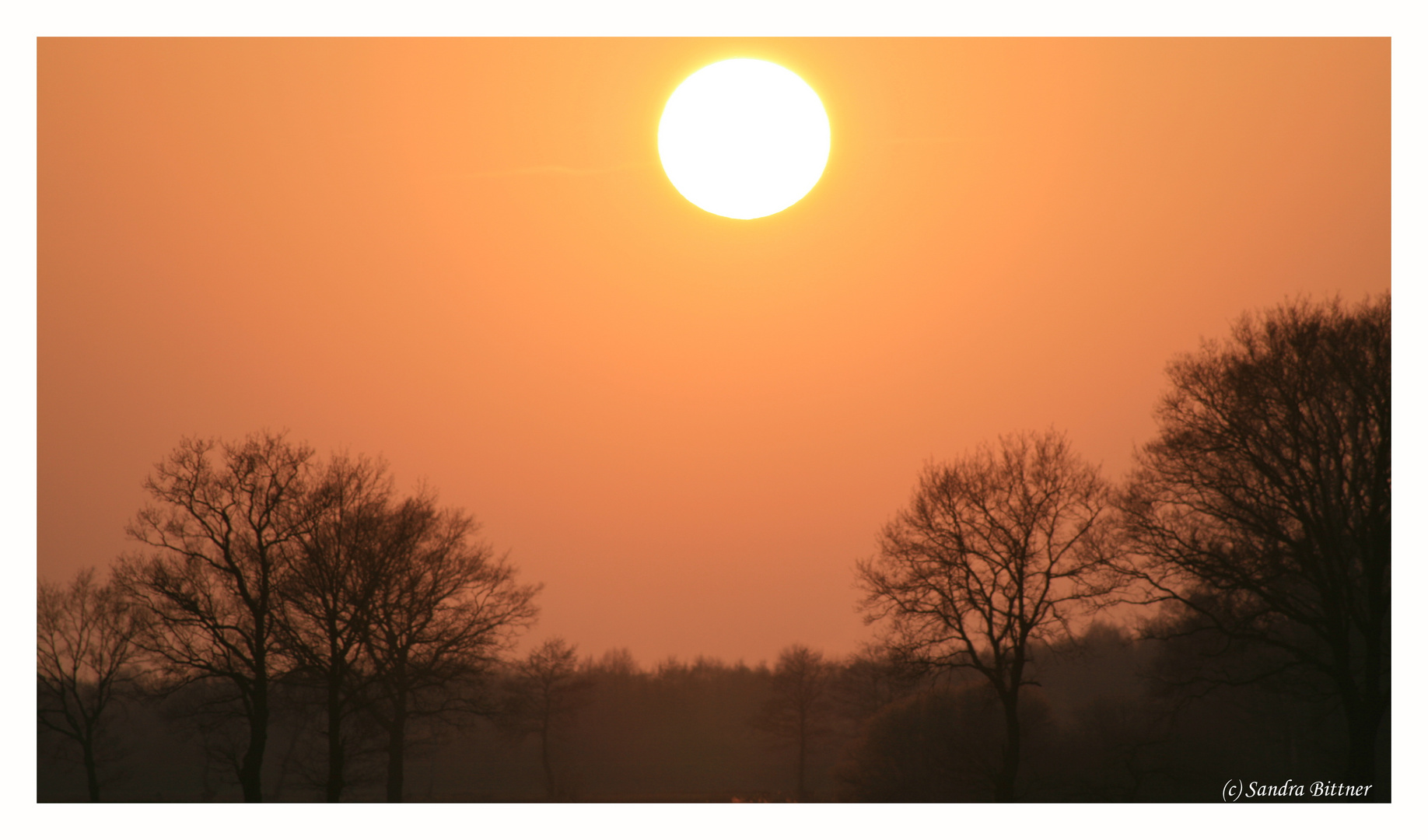 Sonnenuntergang hinter Bäumen