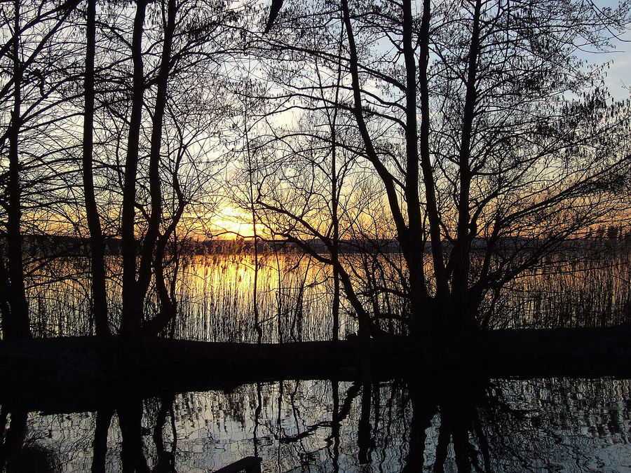 Sonnenuntergang hinter Bäumen (2)