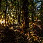 Sonnenuntergang hinter Bäumen am grossen Müggelsee