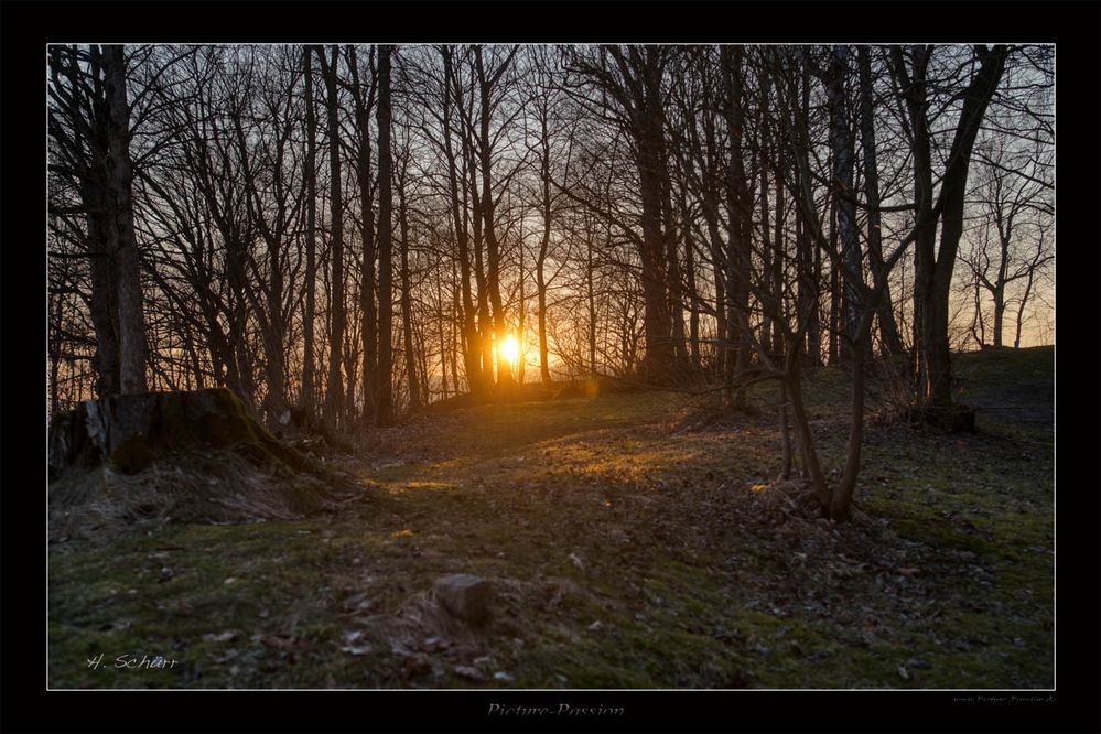 Sonnenuntergang hinter Bäumen