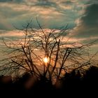 Sonnenuntergang hinter Baum