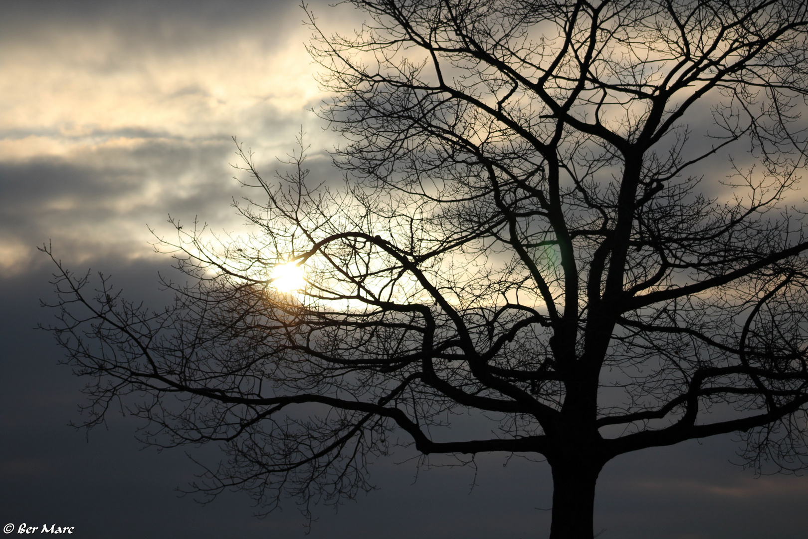 Sonnenuntergang hinter Baum