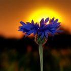 Sonnenuntergang hinter blauer Kornblume