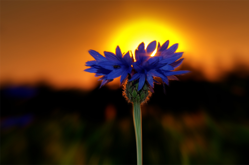 Sonnenuntergang hinter blauer Kornblume