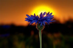 Sonnenuntergang hinter blauer Kornblume