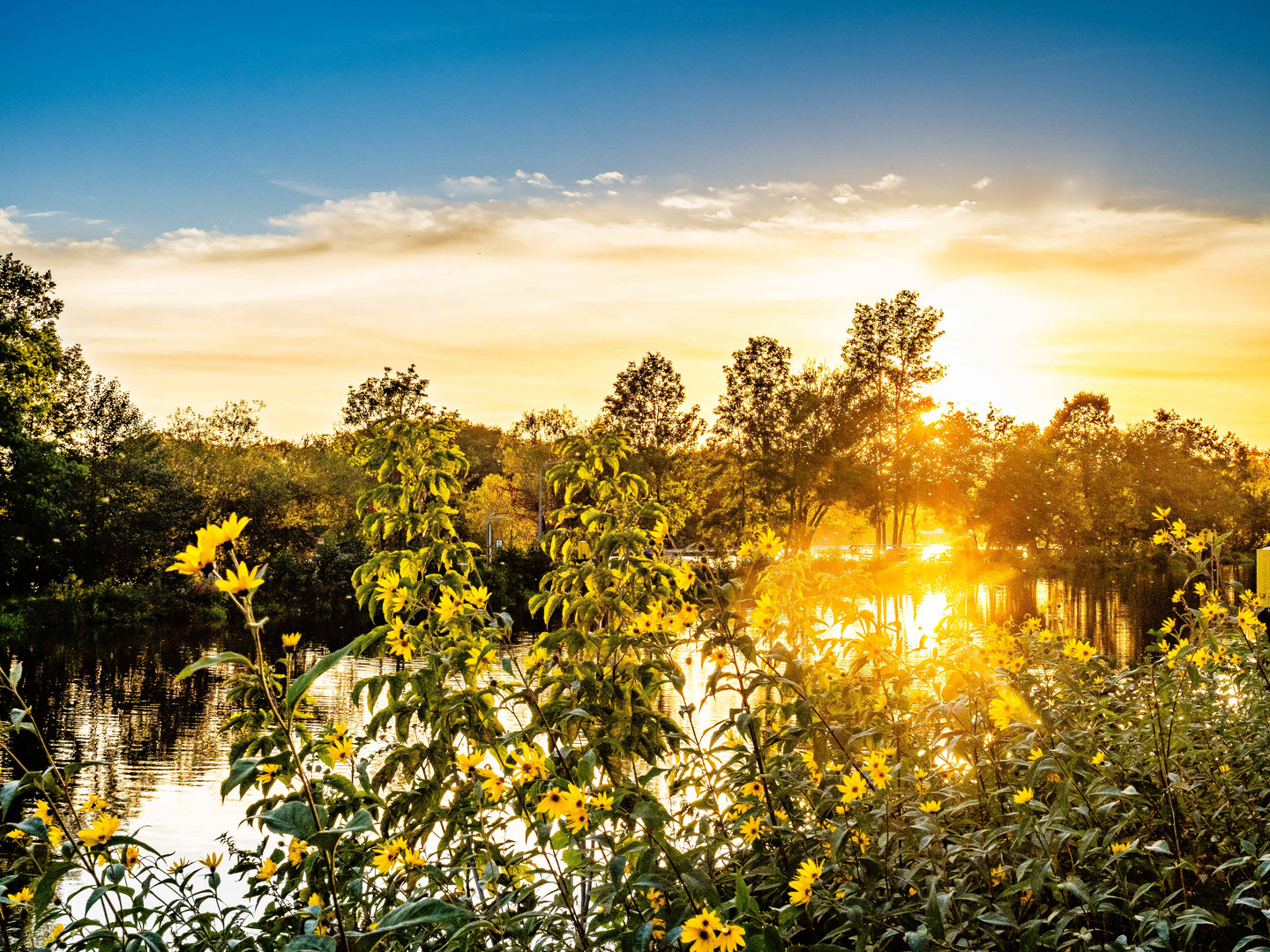 Sonnenuntergang hinter Blüten und Wasser