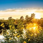 Sonnenuntergang hinter Blüten und Wasser