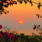 Sonnenuntergang hinter Bougainvillea