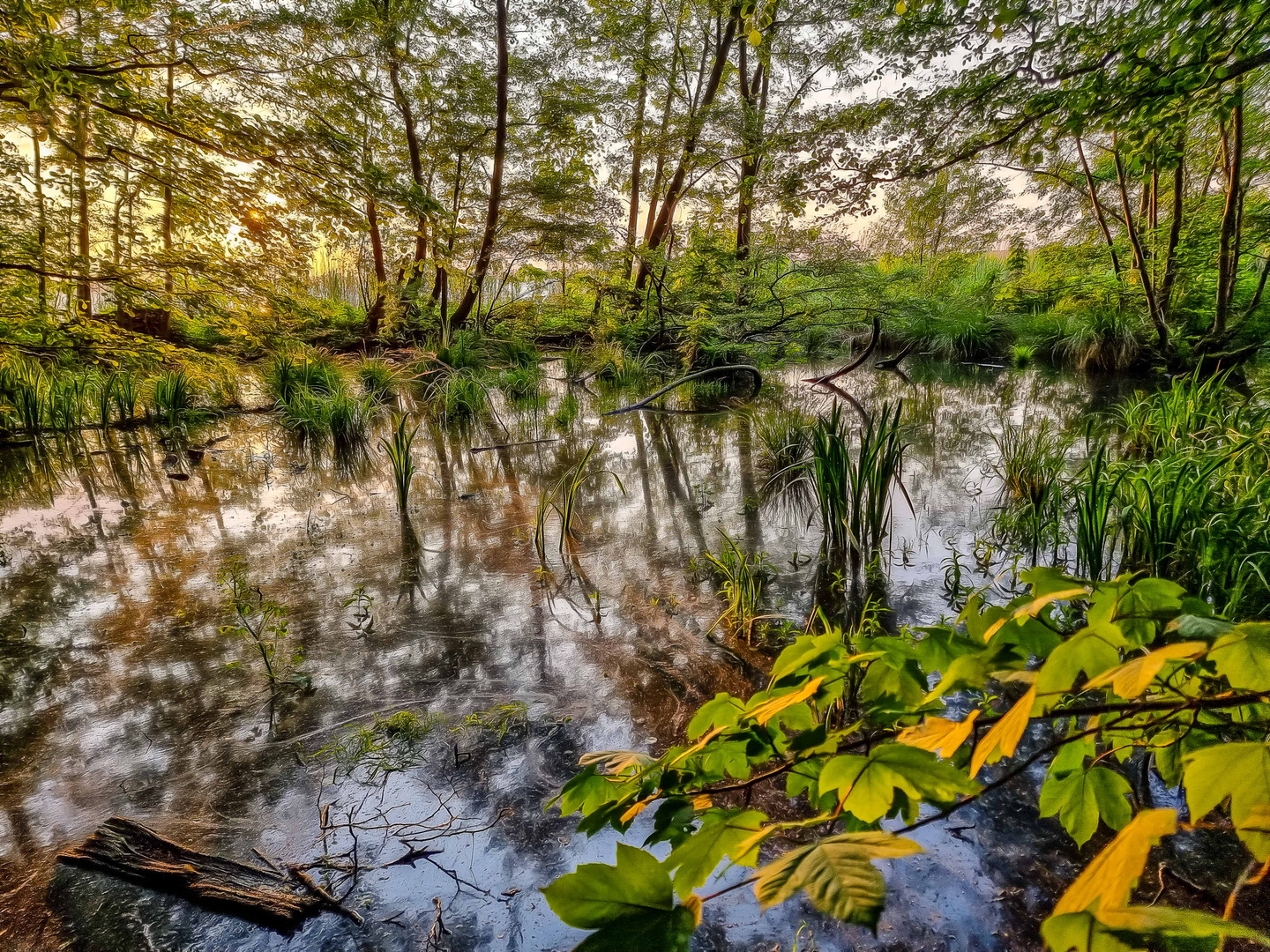 Sonnenuntergang hinter Bruchwald und Müggelsee