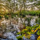 Sonnenuntergang hinter Bruchwald und Müggelsee