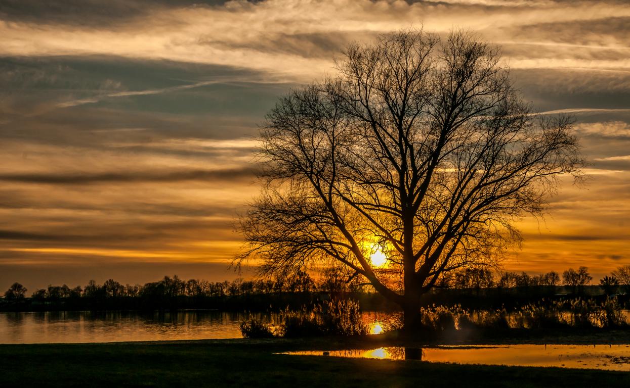 Sonnenuntergang hinter dem Baum