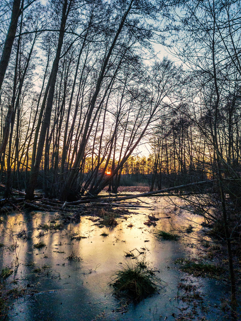 Sonnenuntergang hinter dem Bruchwald