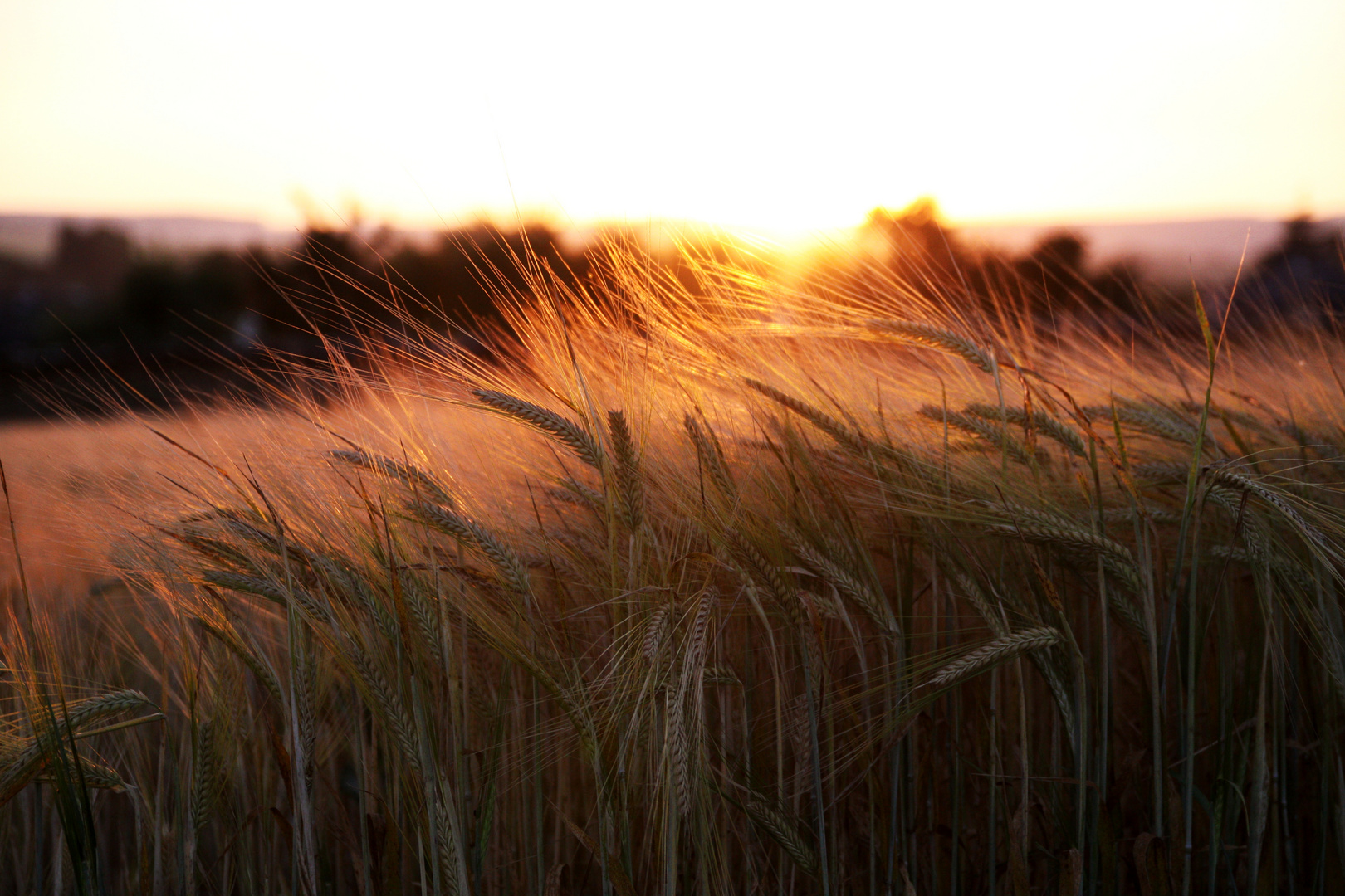 Sonnenuntergang hinter dem Gerstefeld