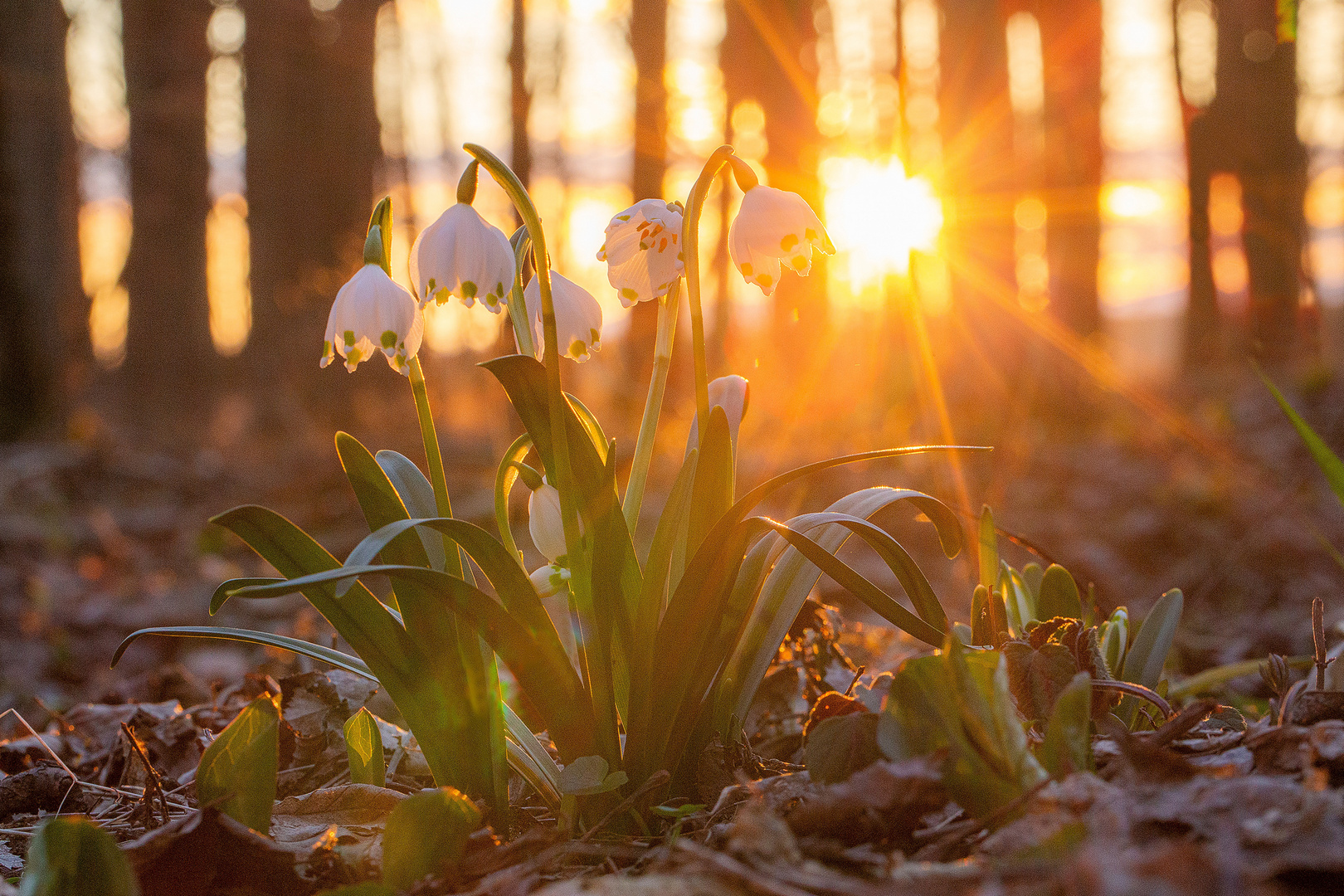 Sonnenuntergang hinter dem Märzenbecherwald (2)