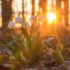 Sonnenuntergang hinter dem Märzenbecherwald (2)