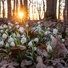 Sonnenuntergang hinter dem Märzenbecherwald