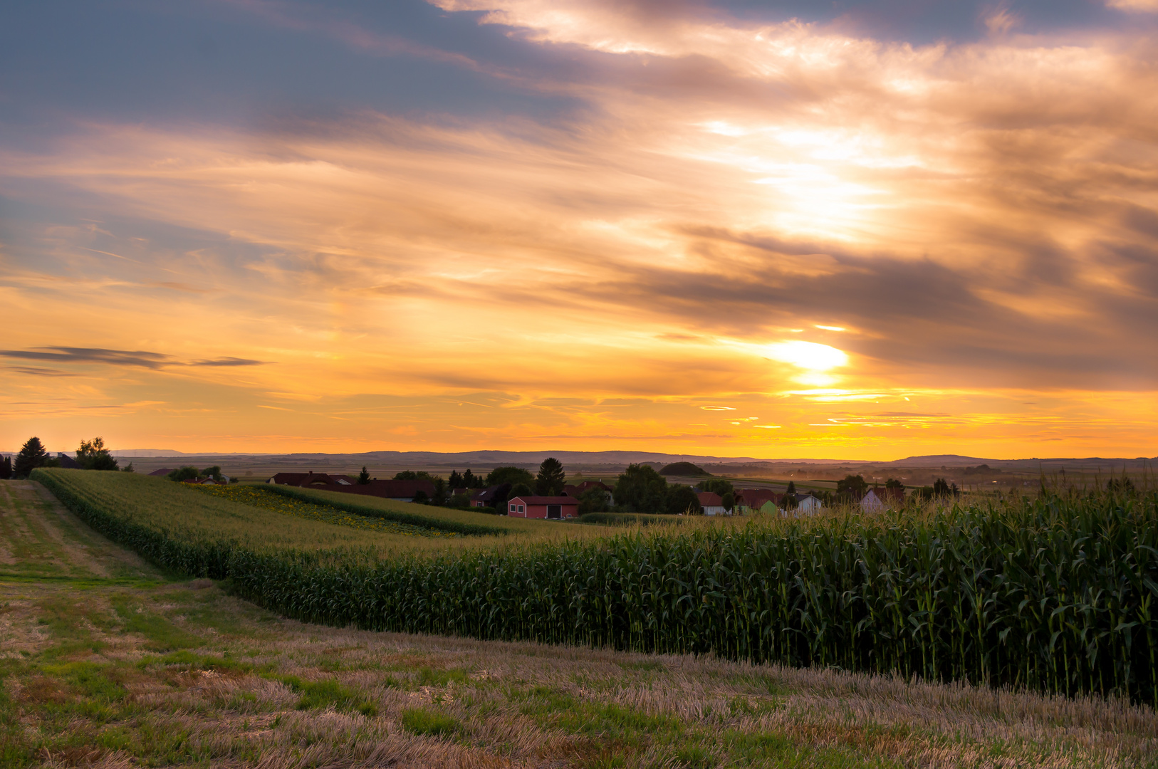 Sonnenuntergang hinter dem Maisfeld