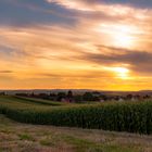 Sonnenuntergang hinter dem Maisfeld