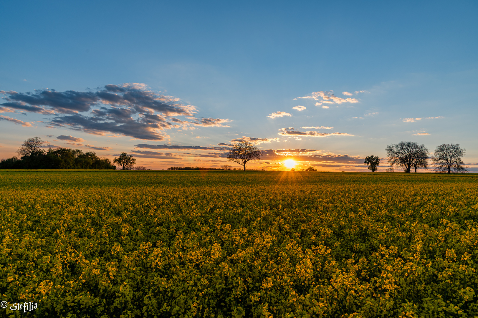 Sonnenuntergang hinter dem Rapsfeld