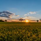 Sonnenuntergang hinter dem Rapsfeld