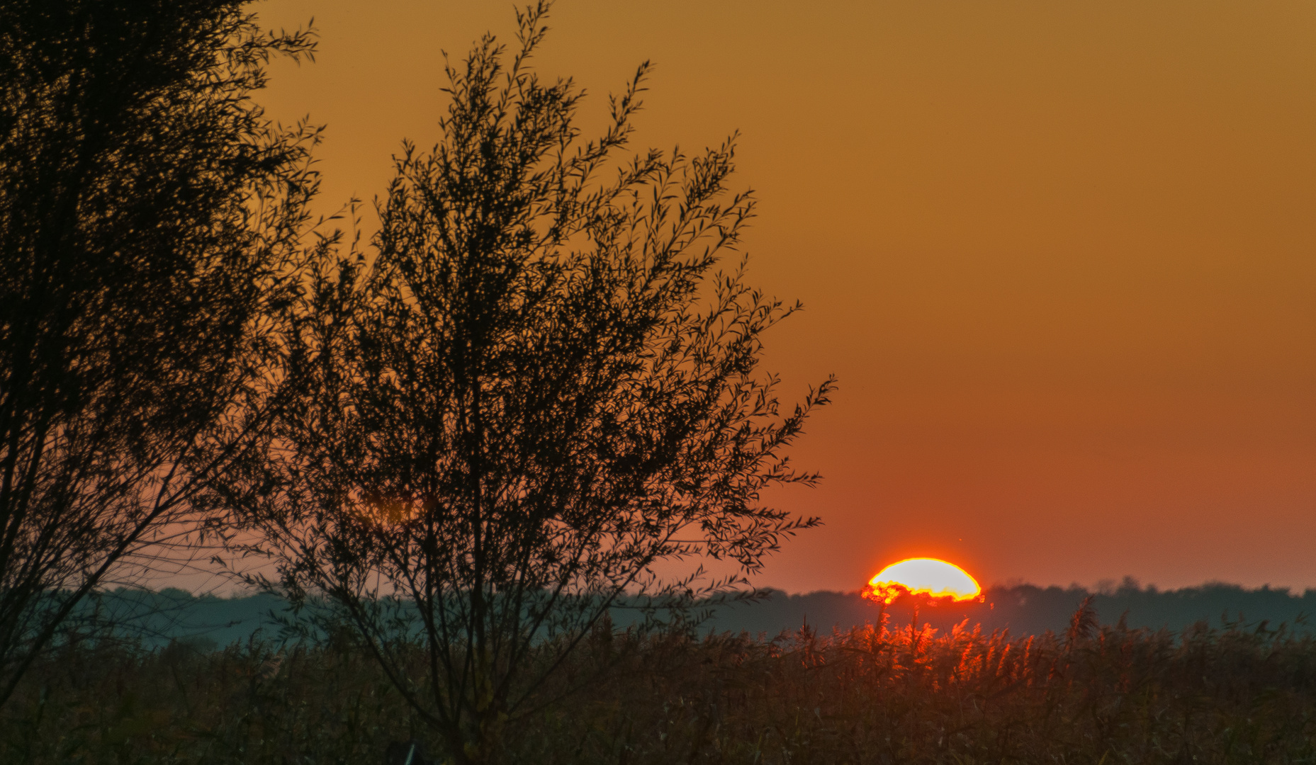 Sonnenuntergang hinter dem Schilfgürtel