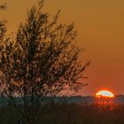 Sonnenuntergang hinter dem Schilfgürtel