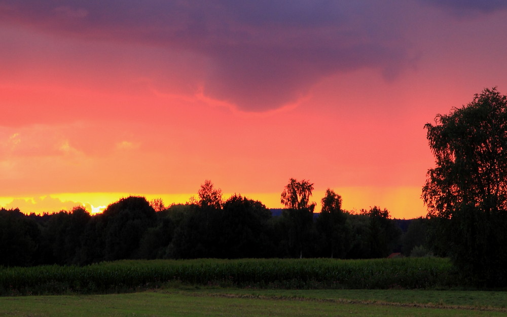 Sonnenuntergang hinter dem Wald