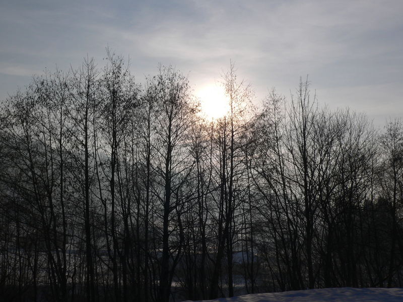 Sonnenuntergang hinter den Bäumen