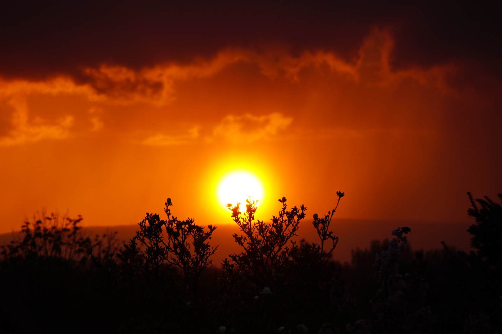 Sonnenuntergang hinter der Magnolie