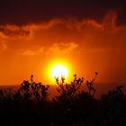 Sonnenuntergang hinter der Magnolie