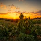 Sonnenuntergang hinter der Villa Poggio Manzuoli_bei San Quirico d'Orcia