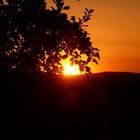 Sonnenuntergang hinter einem Baum