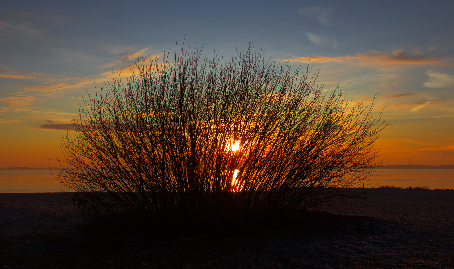 Sonnenuntergang hinter einem Busch am Dümmer in Lembruch