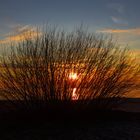 Sonnenuntergang hinter einem Busch am Dümmer in Lembruch