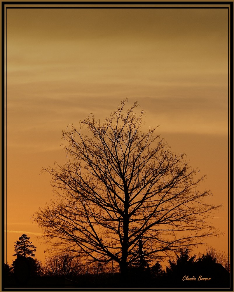 Sonnenuntergang hinter einem von Herbst entlaubten Baum