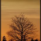 Sonnenuntergang hinter einem von Herbst entlaubten Baum