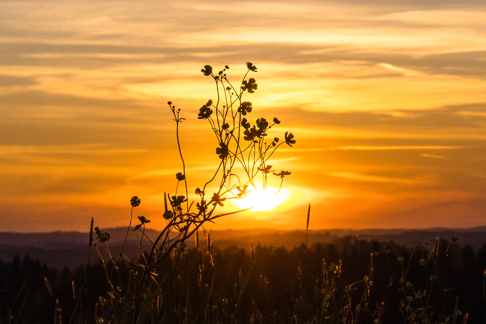 Sonnenuntergang hinter gelber Butterblume