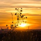 Sonnenuntergang hinter gelber Butterblume