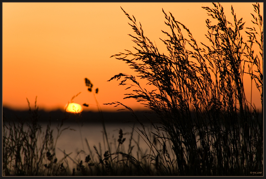 Sonnenuntergang hinter Gras