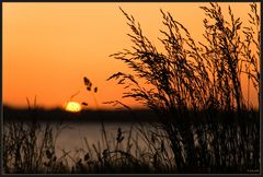 Sonnenuntergang hinter Gras