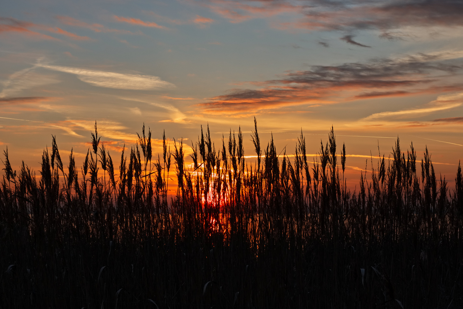 Sonnenuntergang hinter Gras am Dümmer in Lembruch