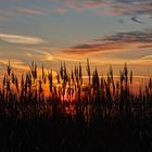 Sonnenuntergang hinter Gras am Dümmer in Lembruch