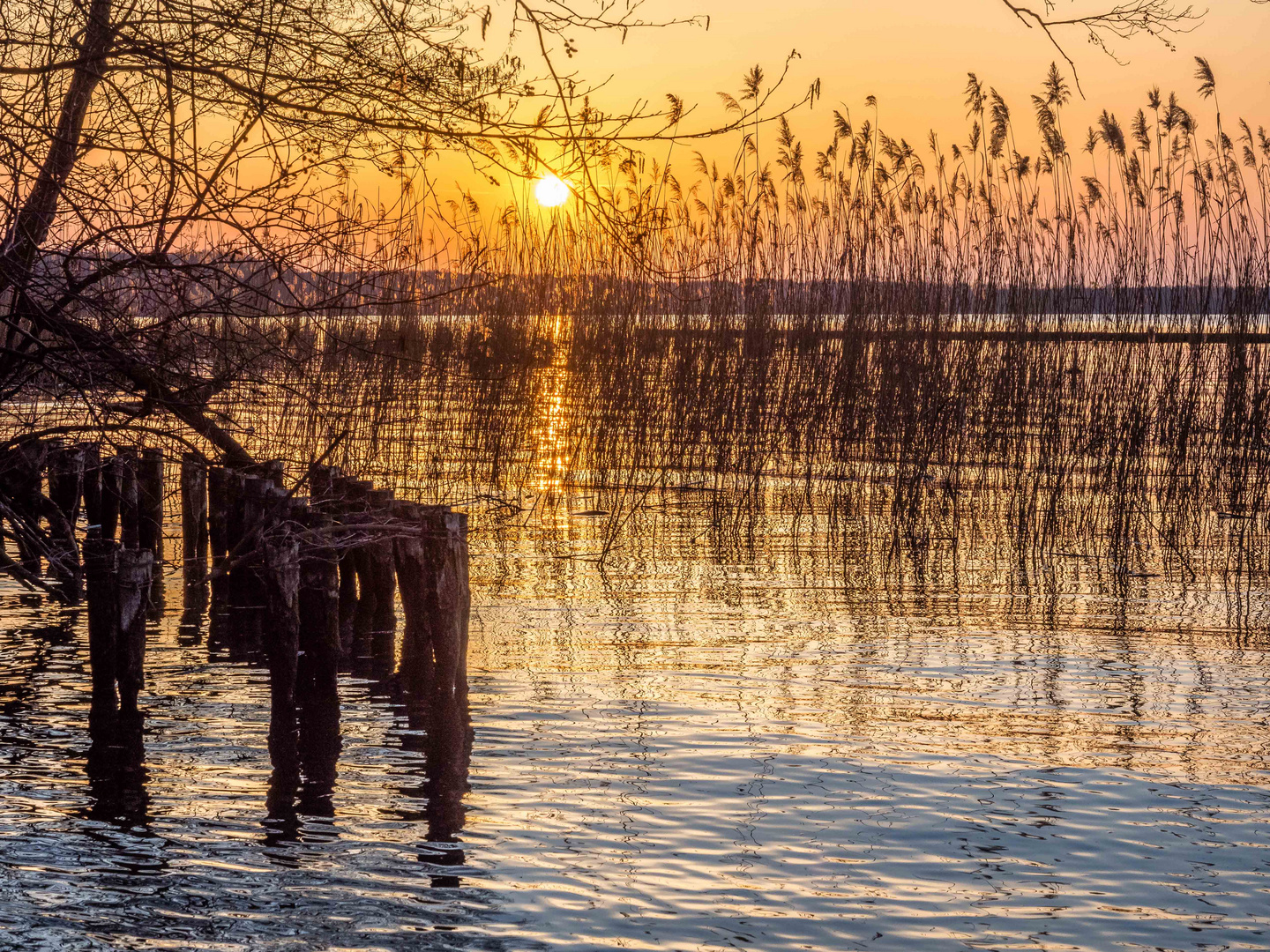 Sonnenuntergang hinter Palisaden und Schilf